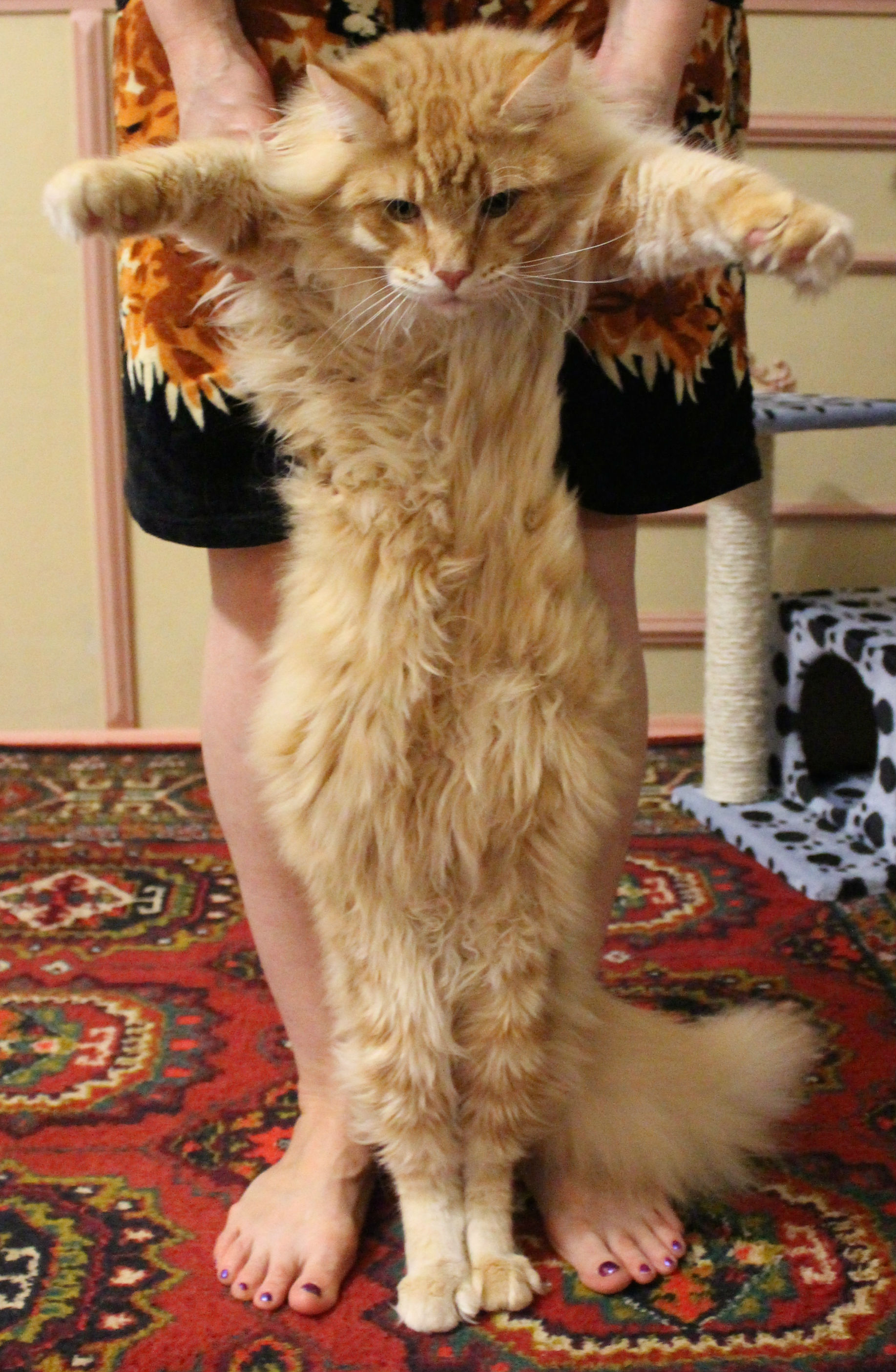 Кот мейн кун Лео (IMG_63741)