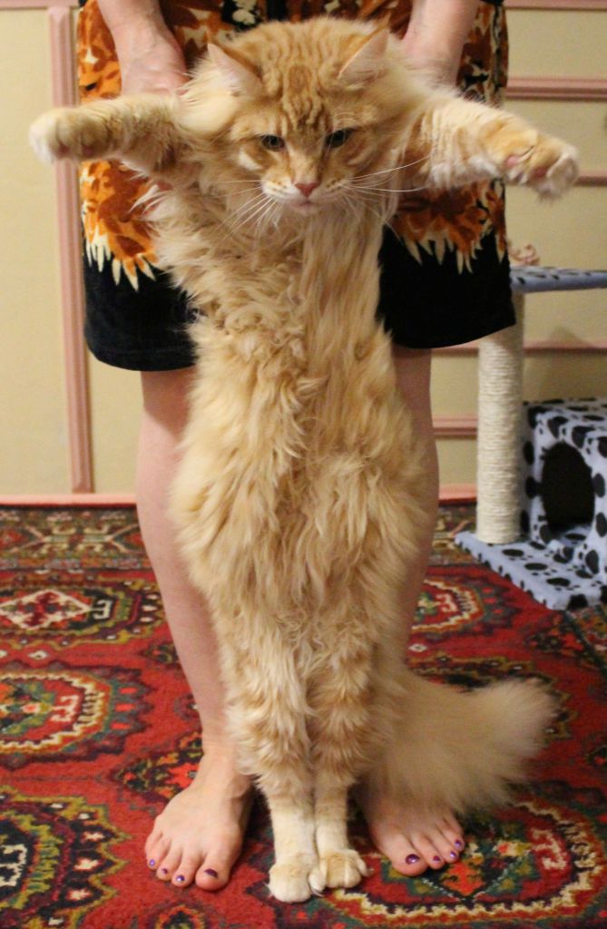Кот мейн кун Лео (IMG_63741)