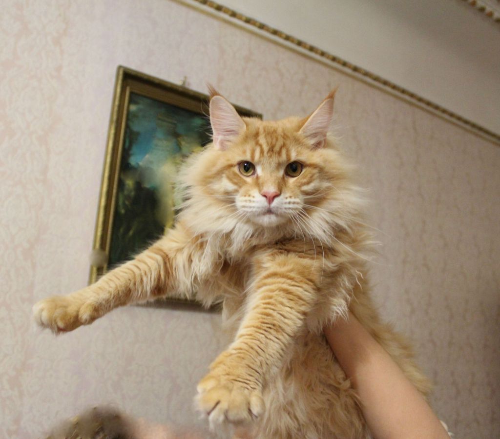 Кот мейн кун Лео (IMG_634912)