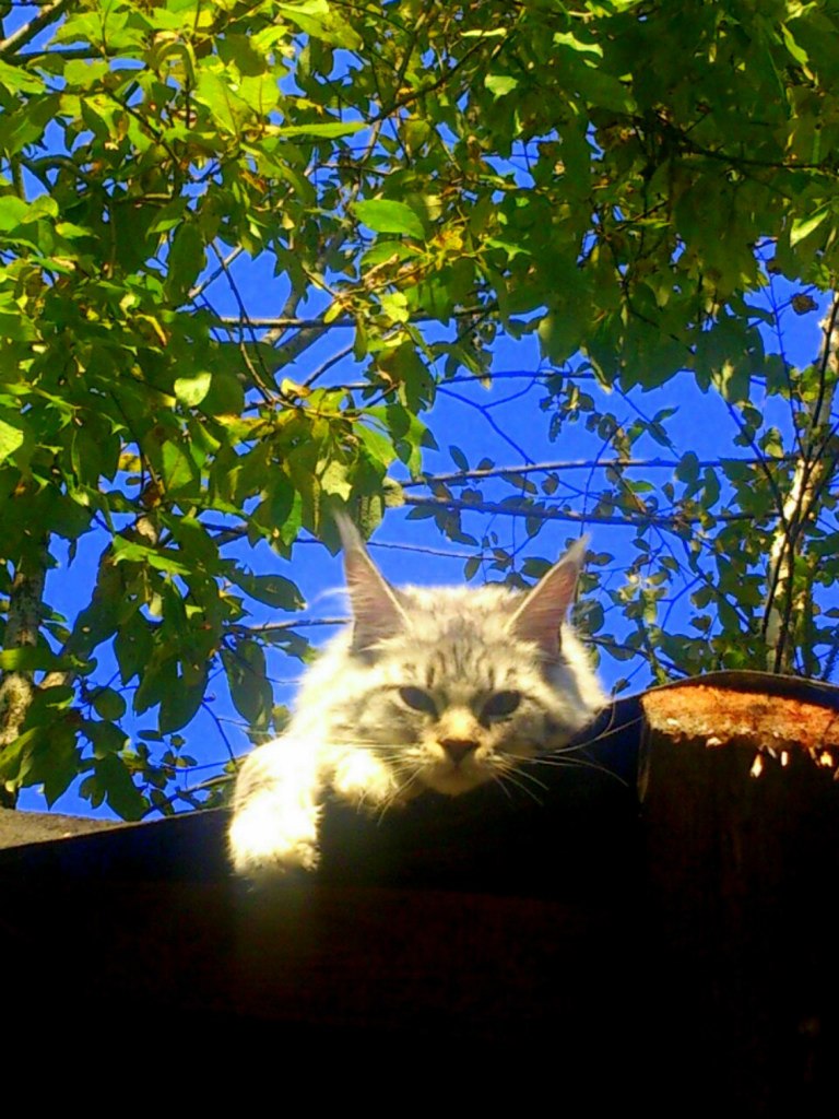 Кошка мейн кун Мурра (Wk-EbUxITMI)