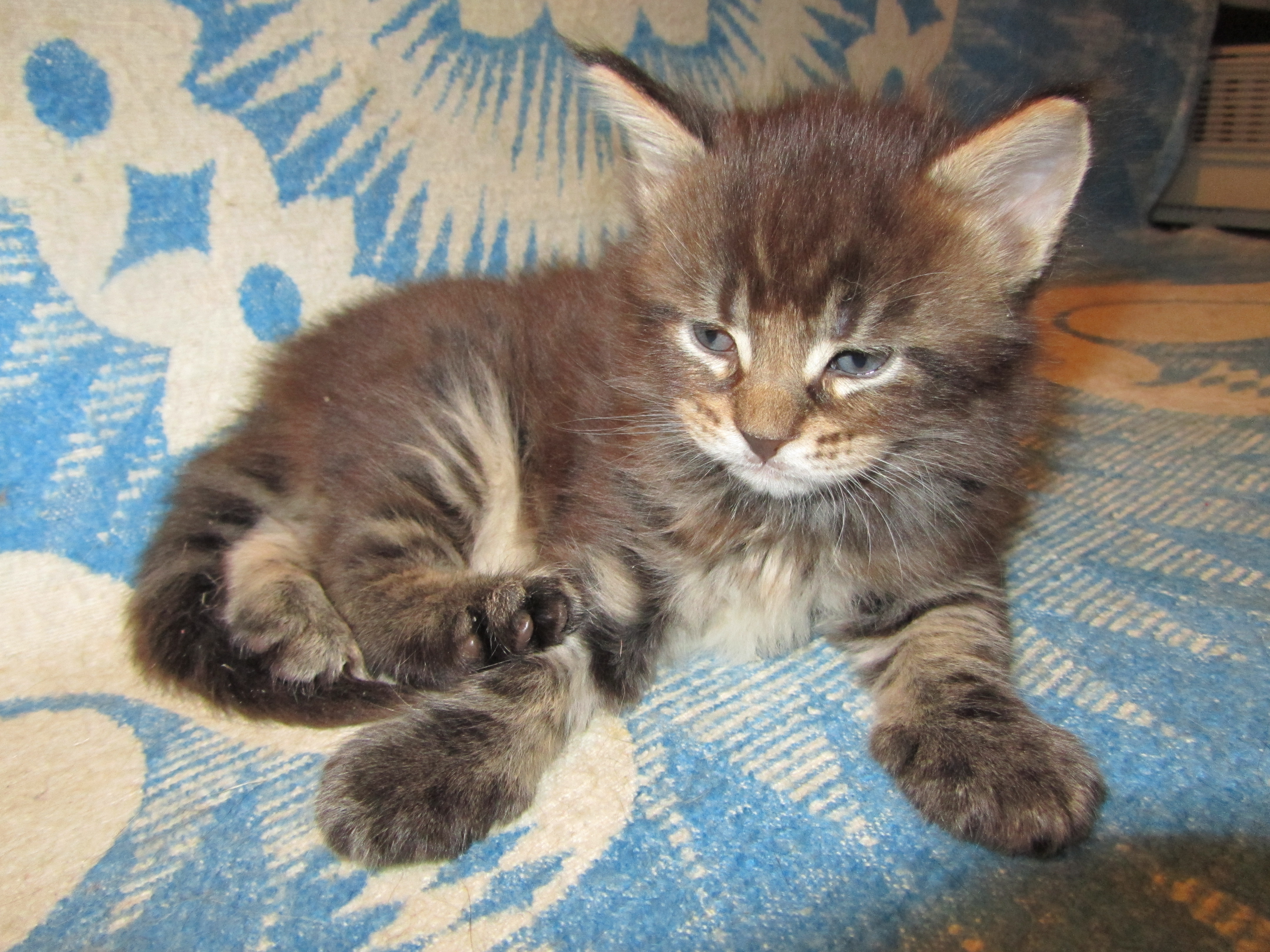 Котята мейн кун (IMG_0641)