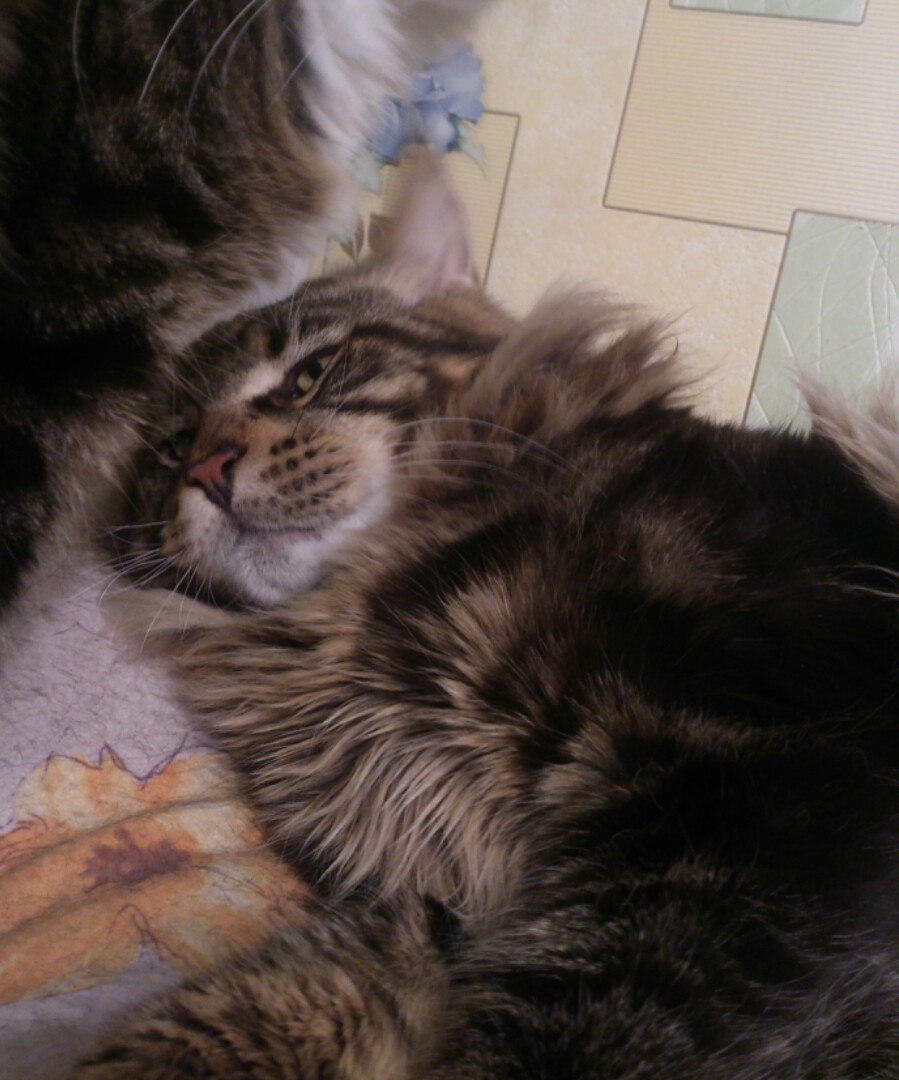 Кот мейн кун Куни (IMG_20141017_223756)