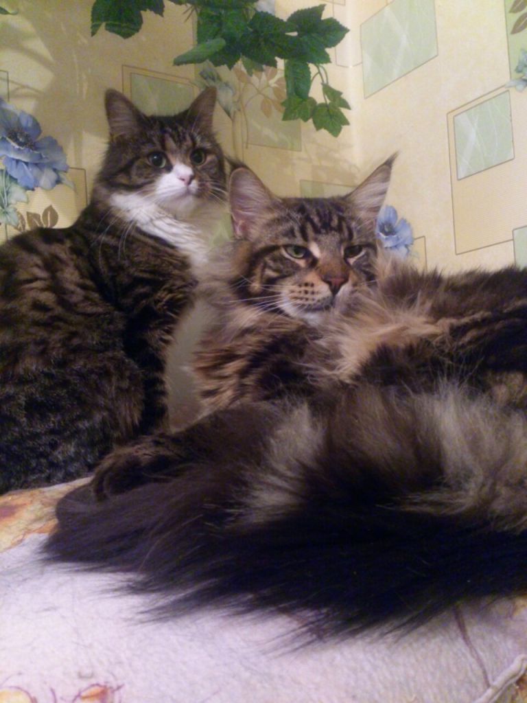 Кот мейн кун Куни (IMG_20141017_223850)