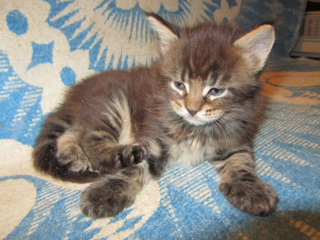 Котята мейн кун (IMG_0641)