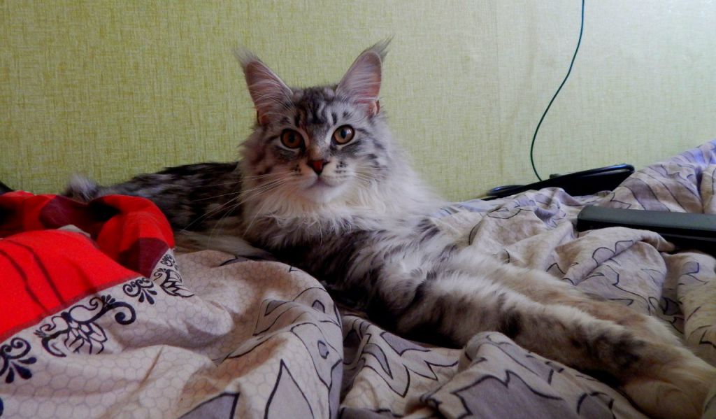 Кошка мейн кун Мурра (0Fe2MgjqYwk)
