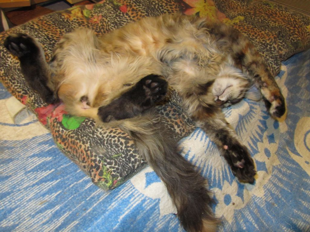 Кошка мейн кун Касси (IMG_1511)