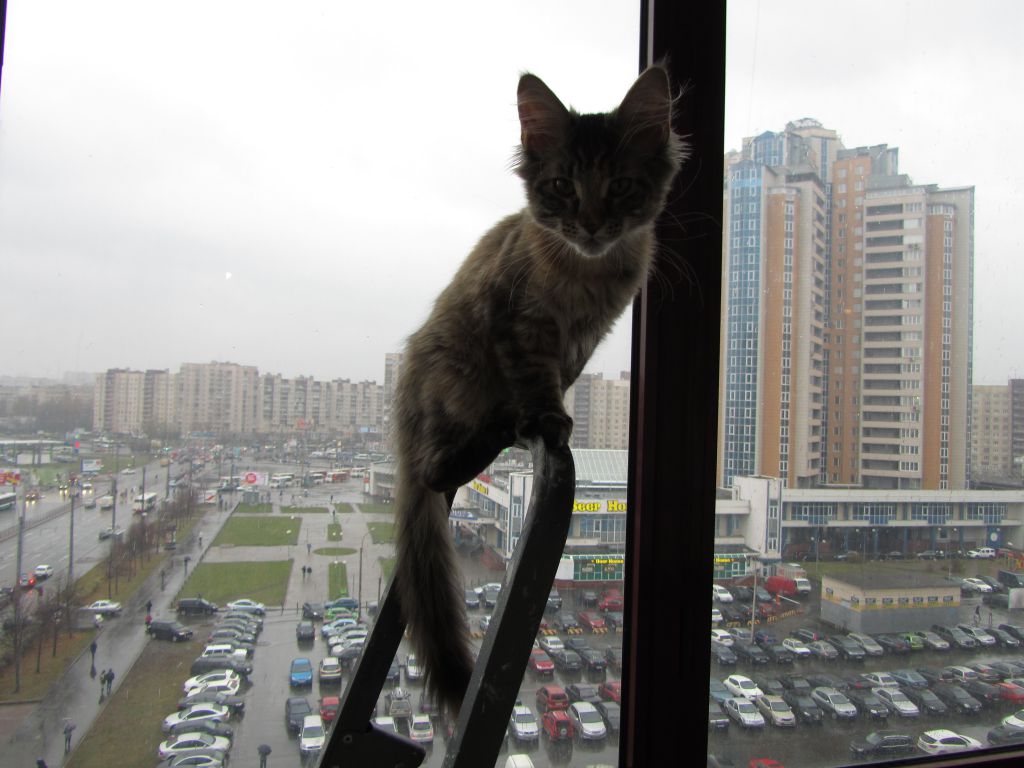 Кошка мейн кун Касси (IMG_1513)