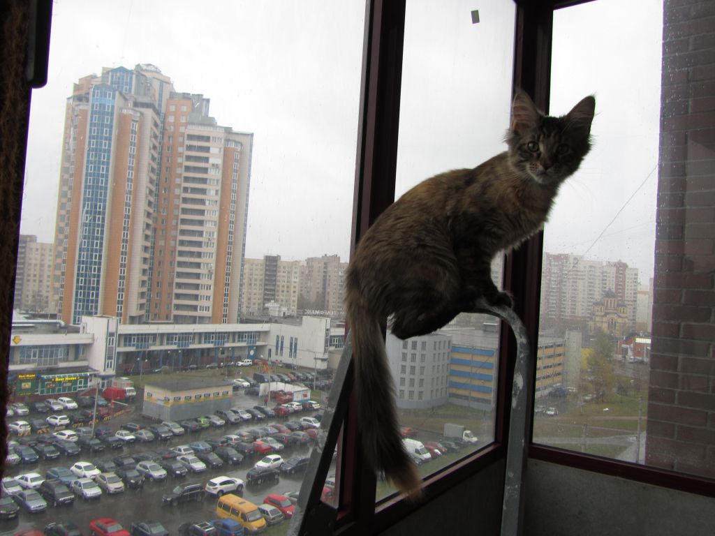 Кошка мейн кун Касси (IMG_1514)