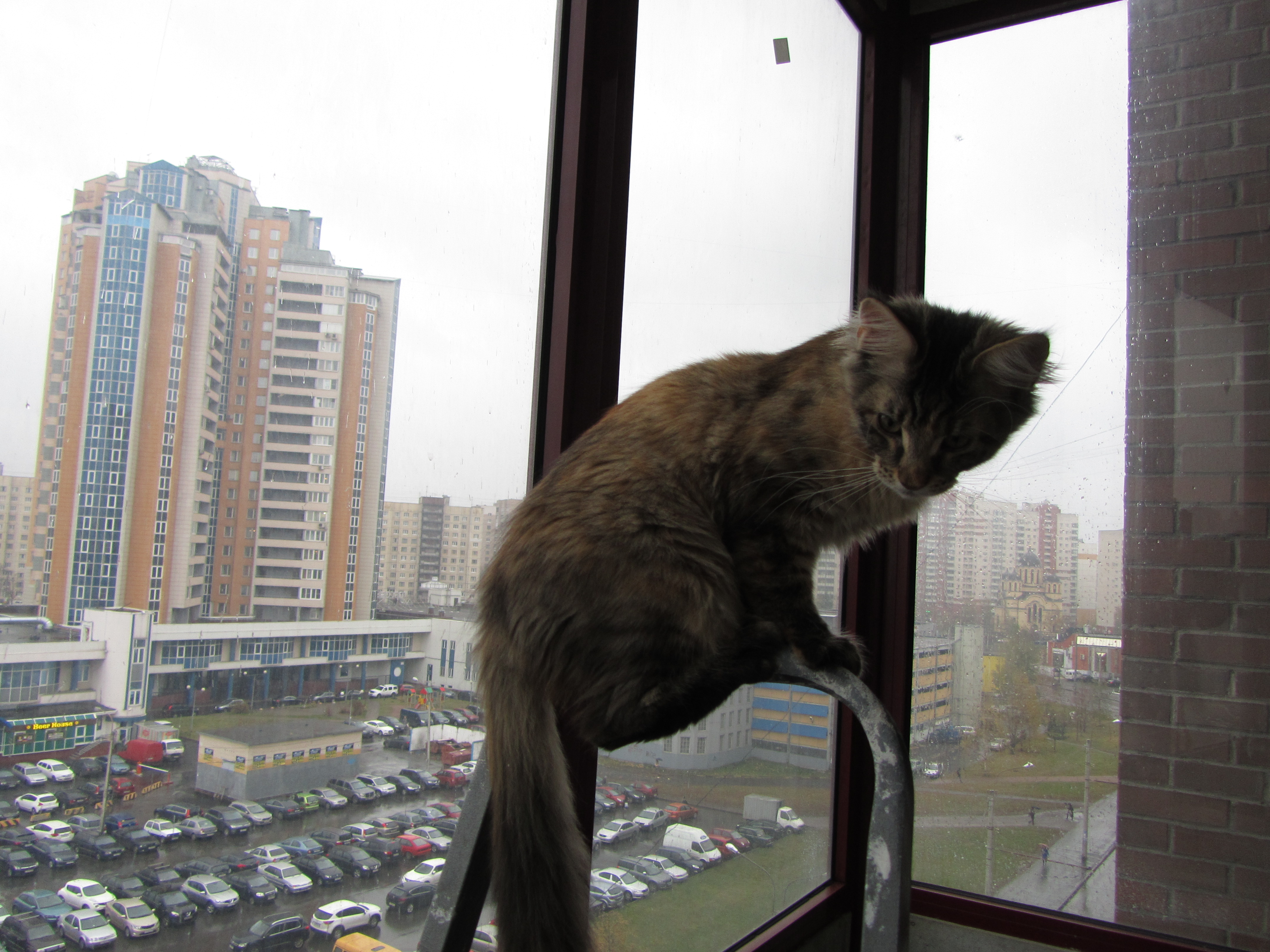 Кошка мейн кун Касси (IMG_1515)
