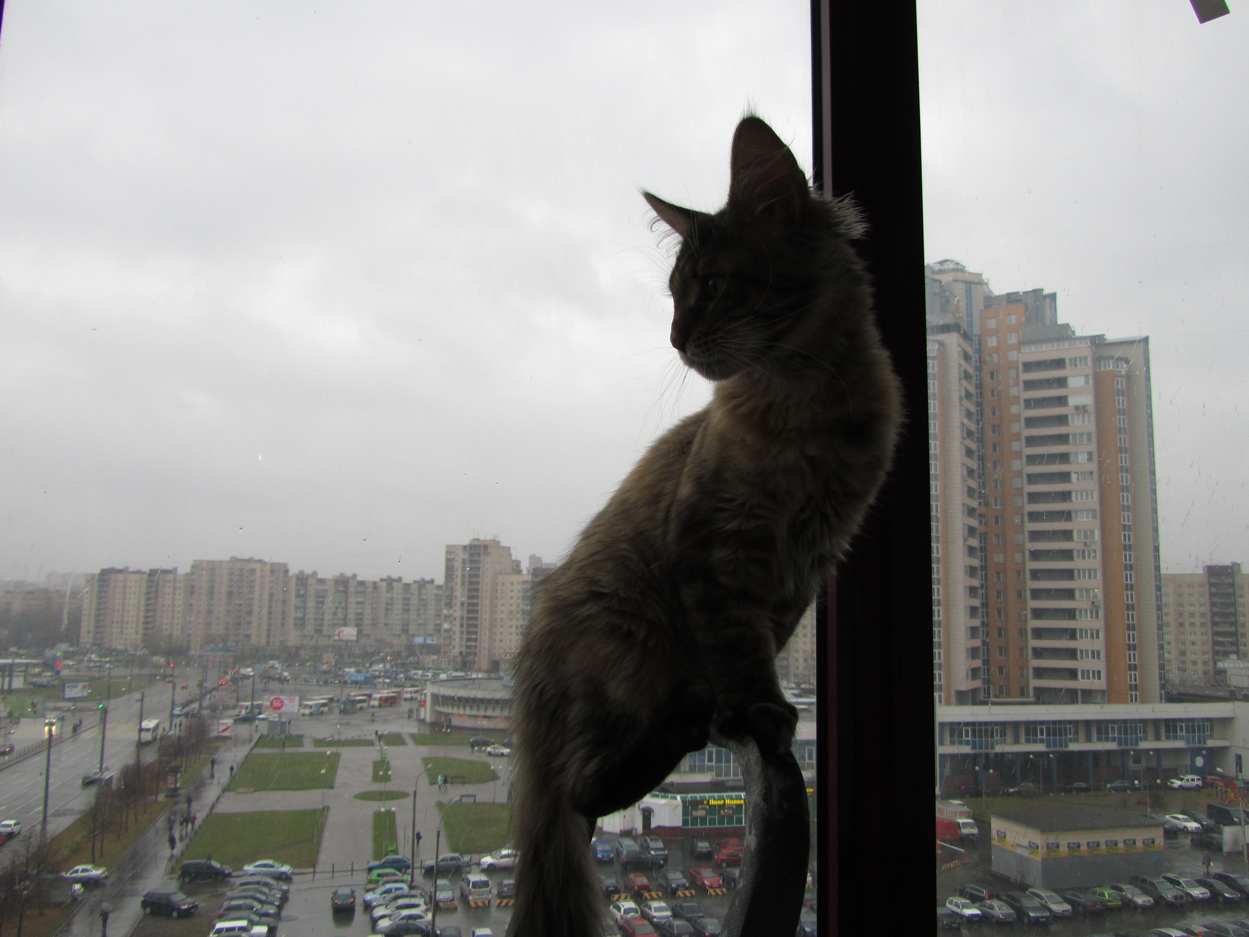 Кошка мейн кун Касси (IMG_1517)