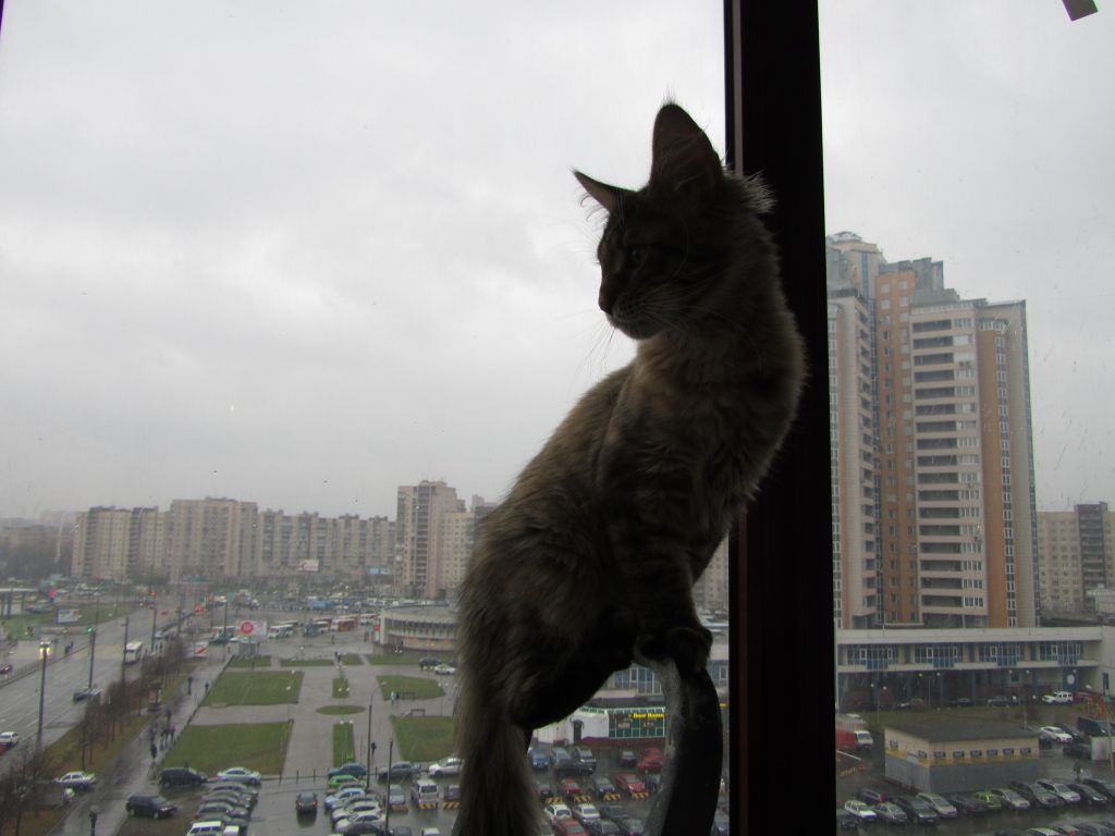 Кошка мейн кун Касси (IMG_1517)