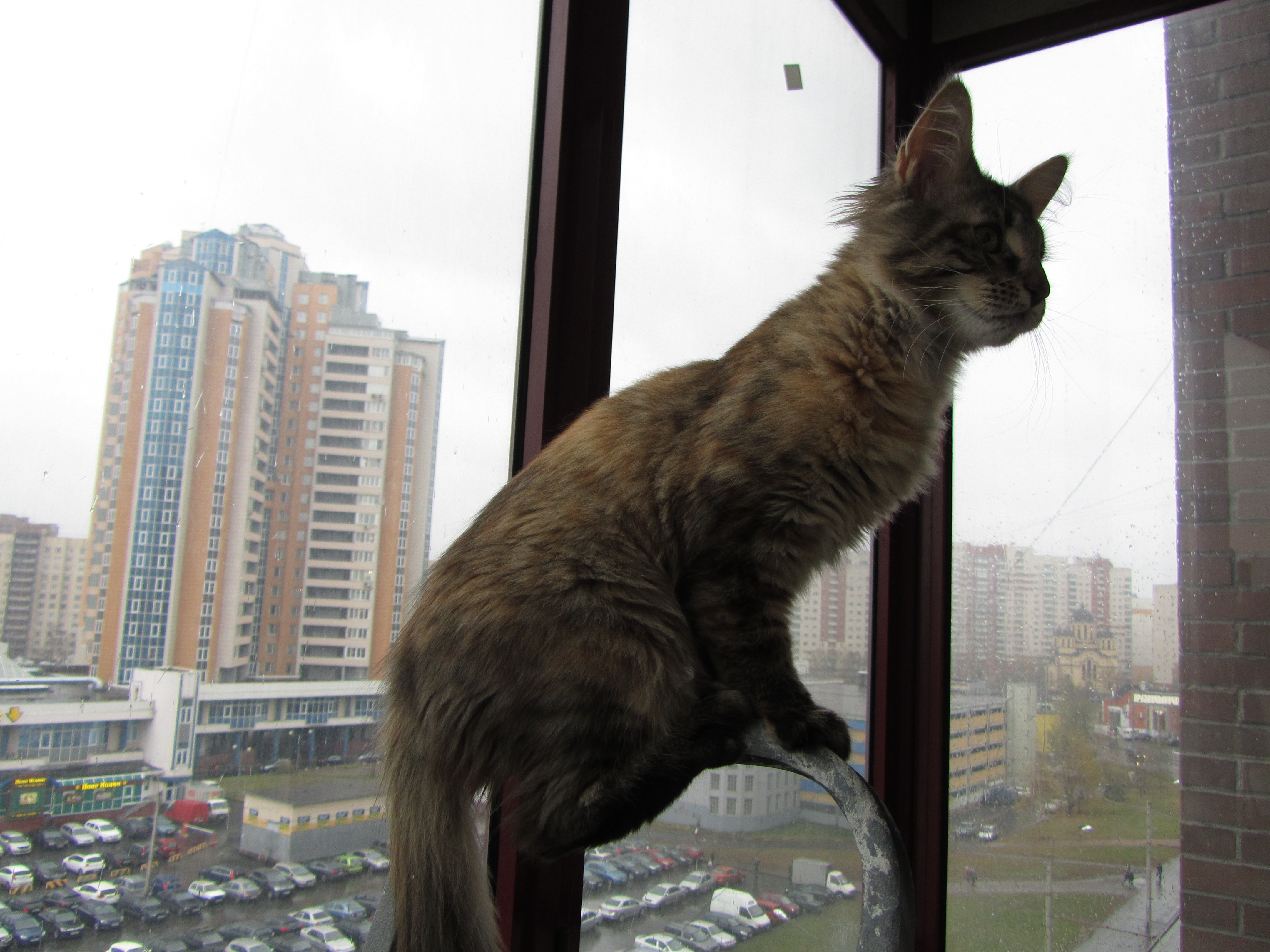 Кошка мейн кун Касси (IMG_1518)