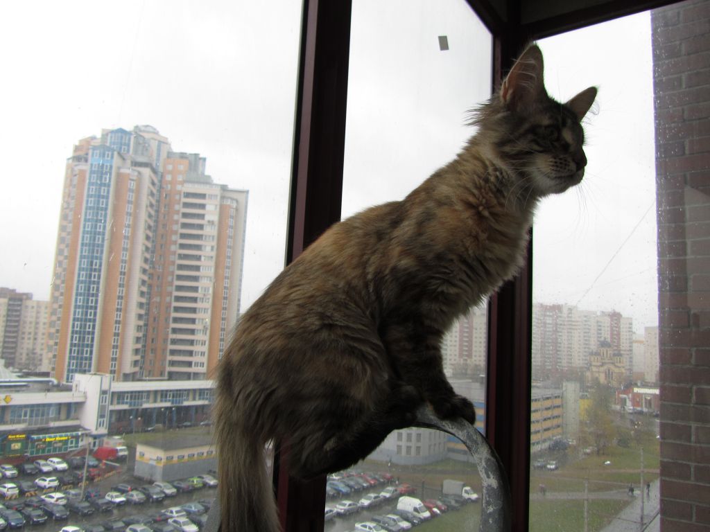 Кошка мейн кун Касси (IMG_1518)