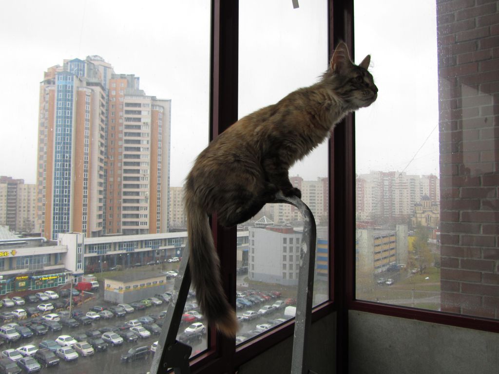 Кошка мейн кун Касси (IMG_1519)