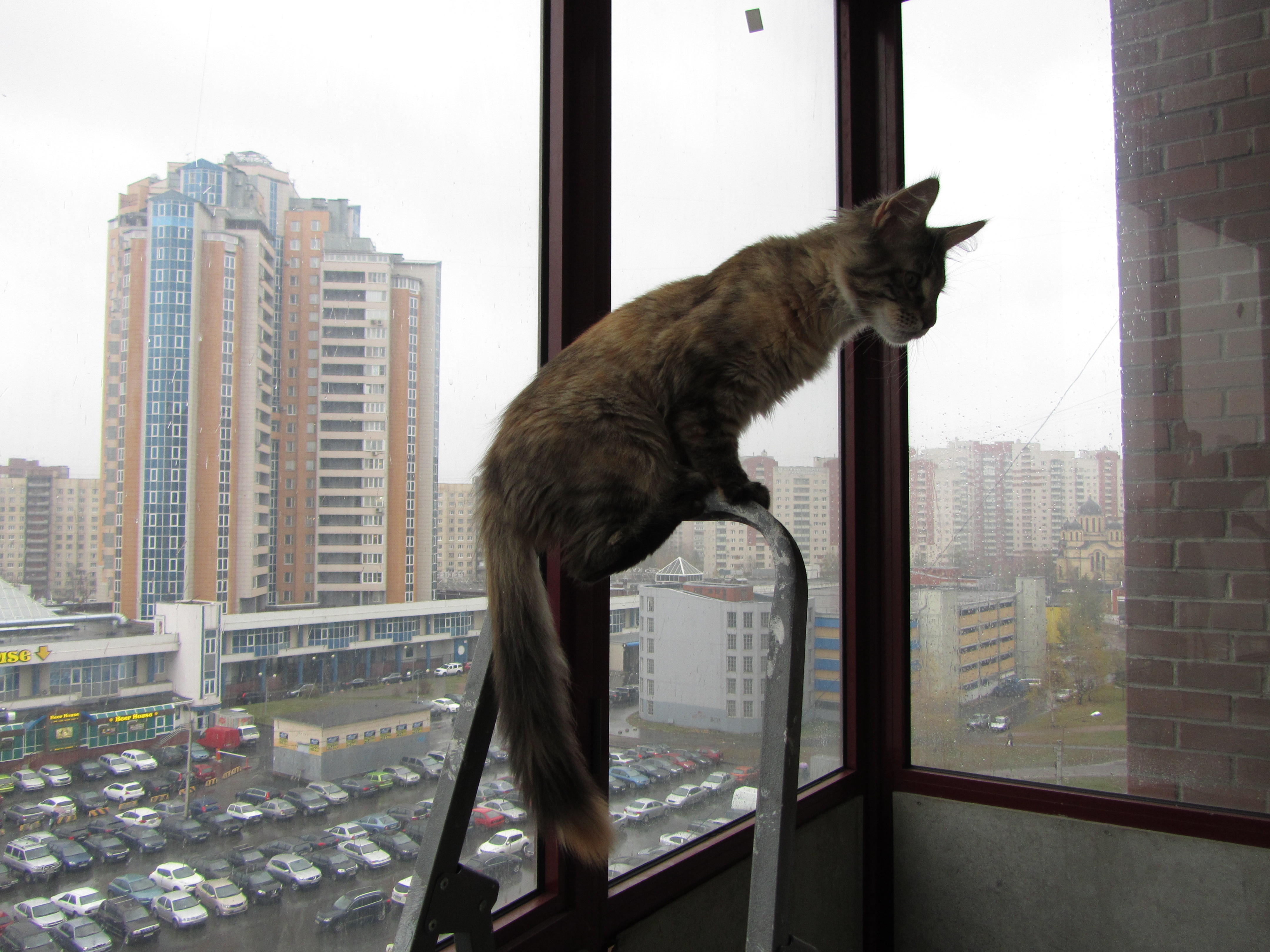 Кошка мейн кун Касси (IMG_1520)
