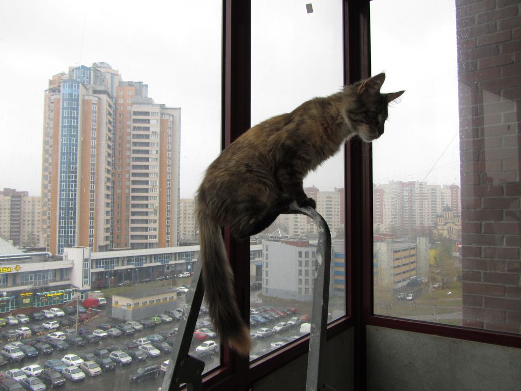Кошка мейн кун Касси (IMG_1520)