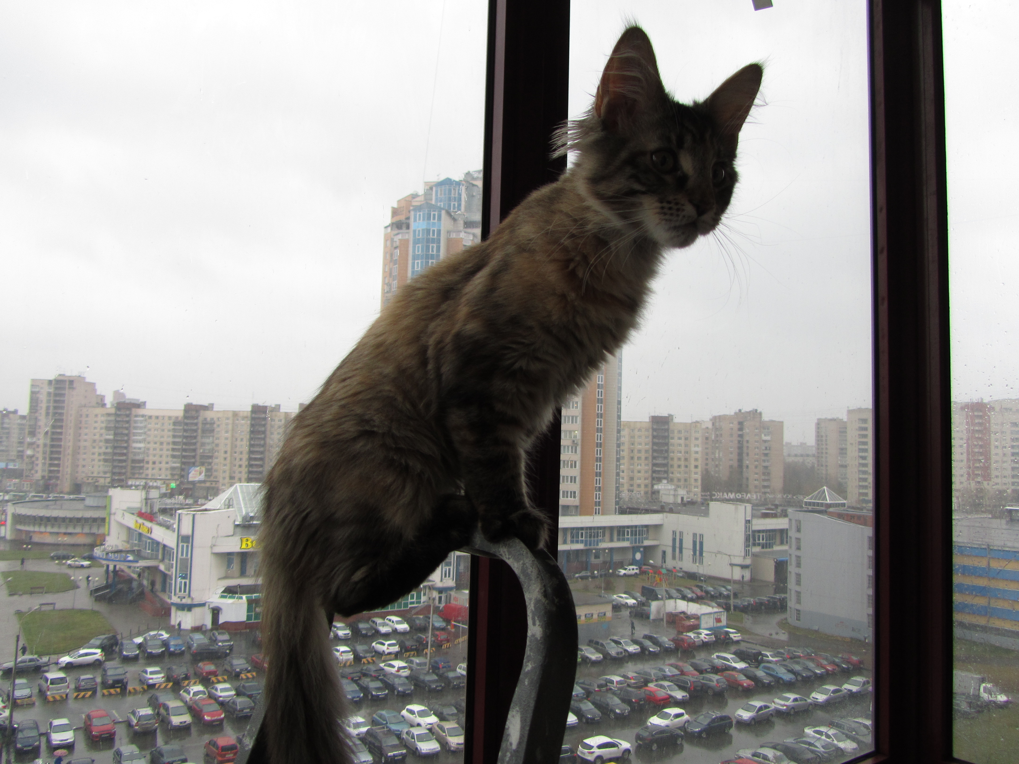 Кошка мейн кун Касси (IMG_1521)