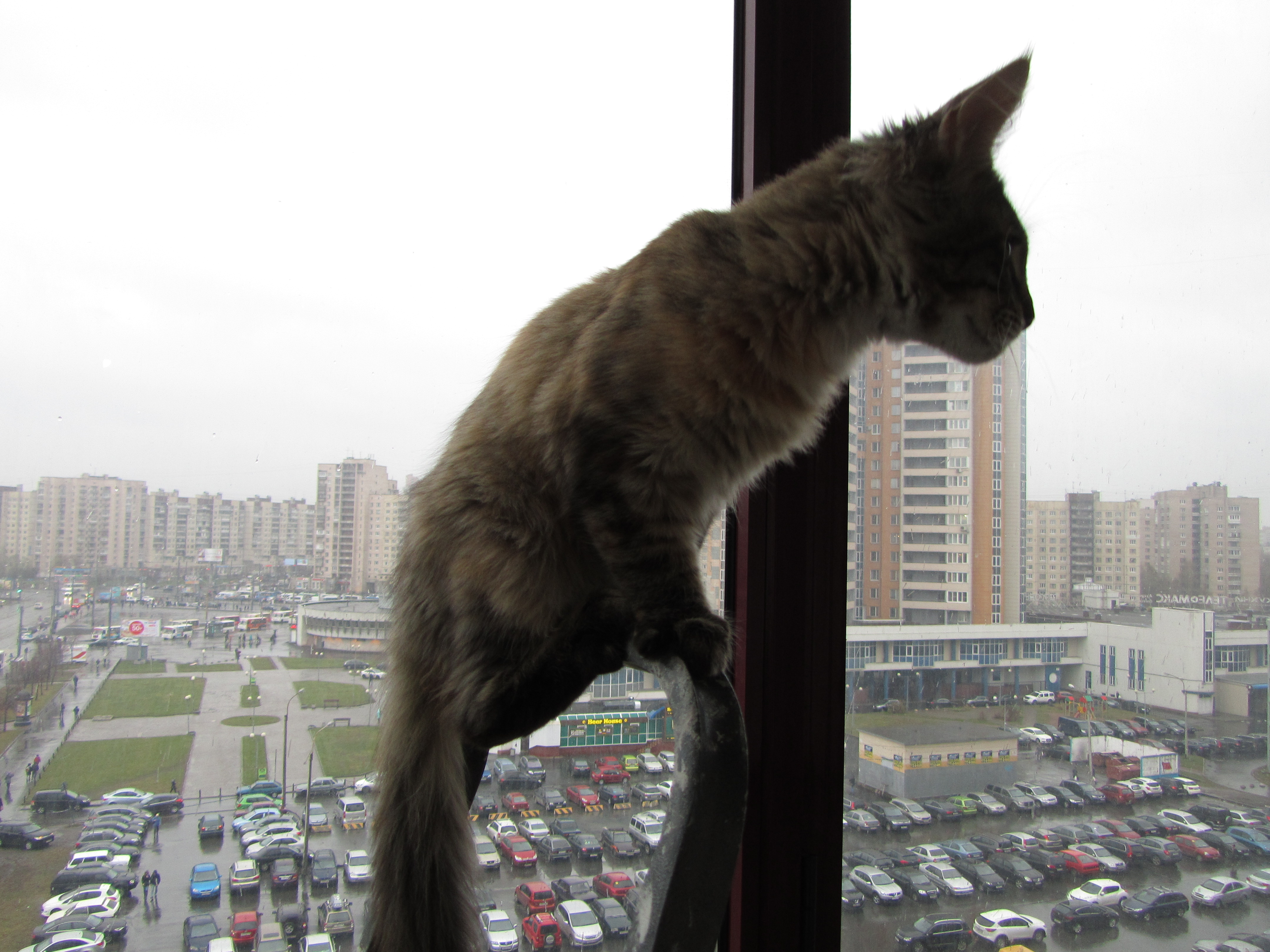 Кошка мейн кун Касси (IMG_1516)