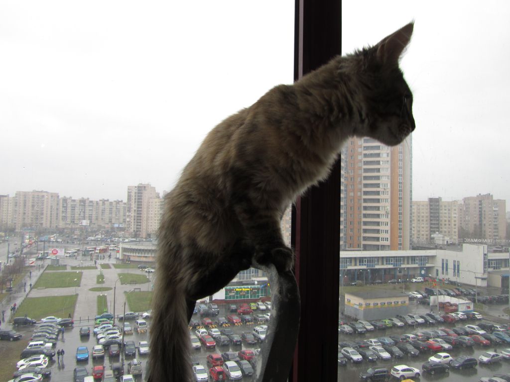 Кошка мейн кун Касси (IMG_1516)