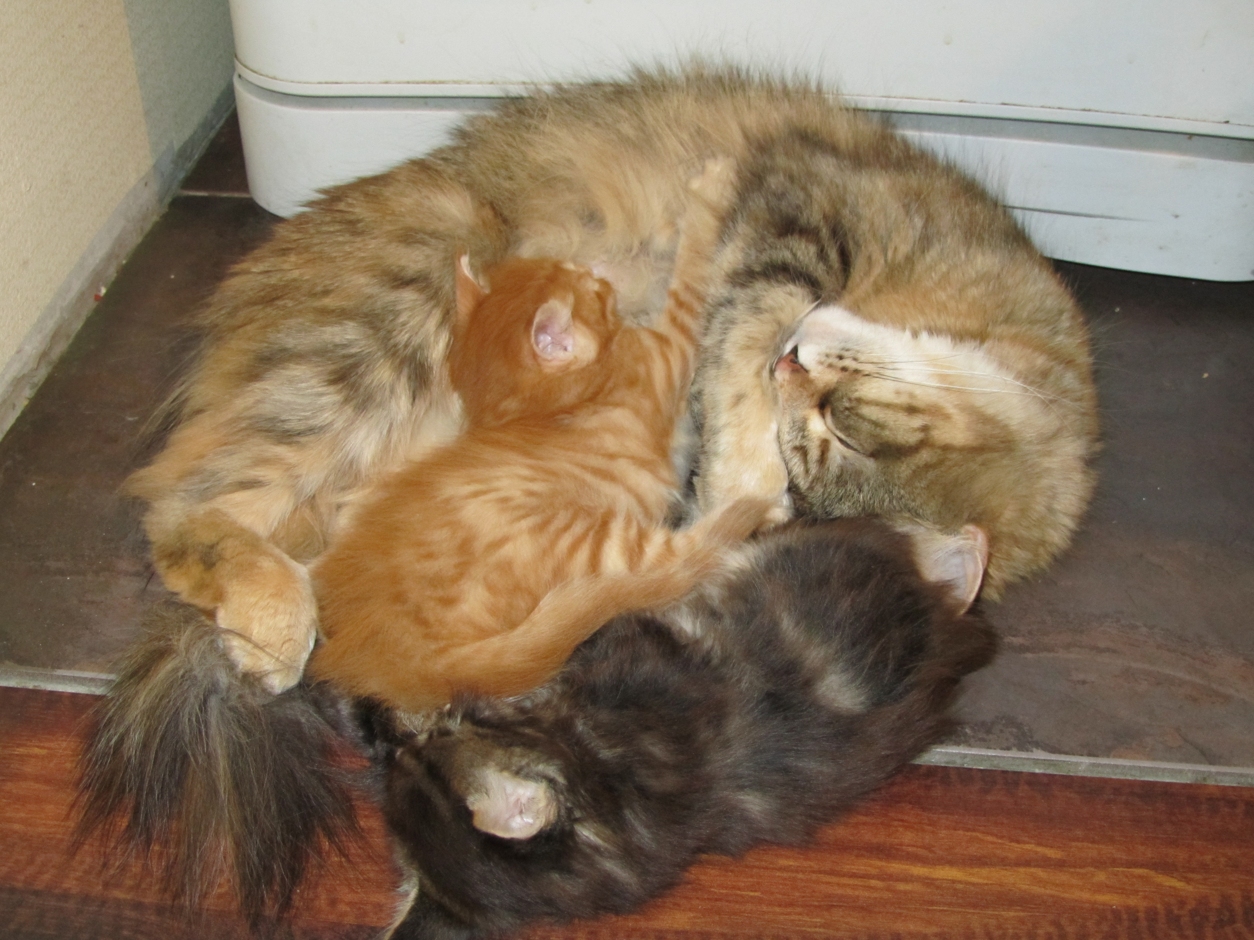 Котята мейн кун (IMG_0645)