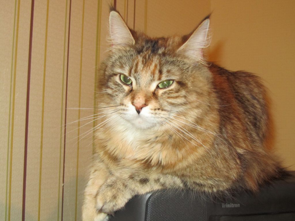 Мать Маси кошка мейн-кун Юки