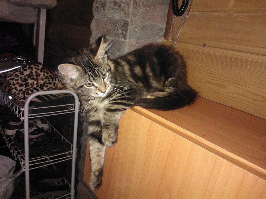 Кошка мейн кун Мася (WP_000109)