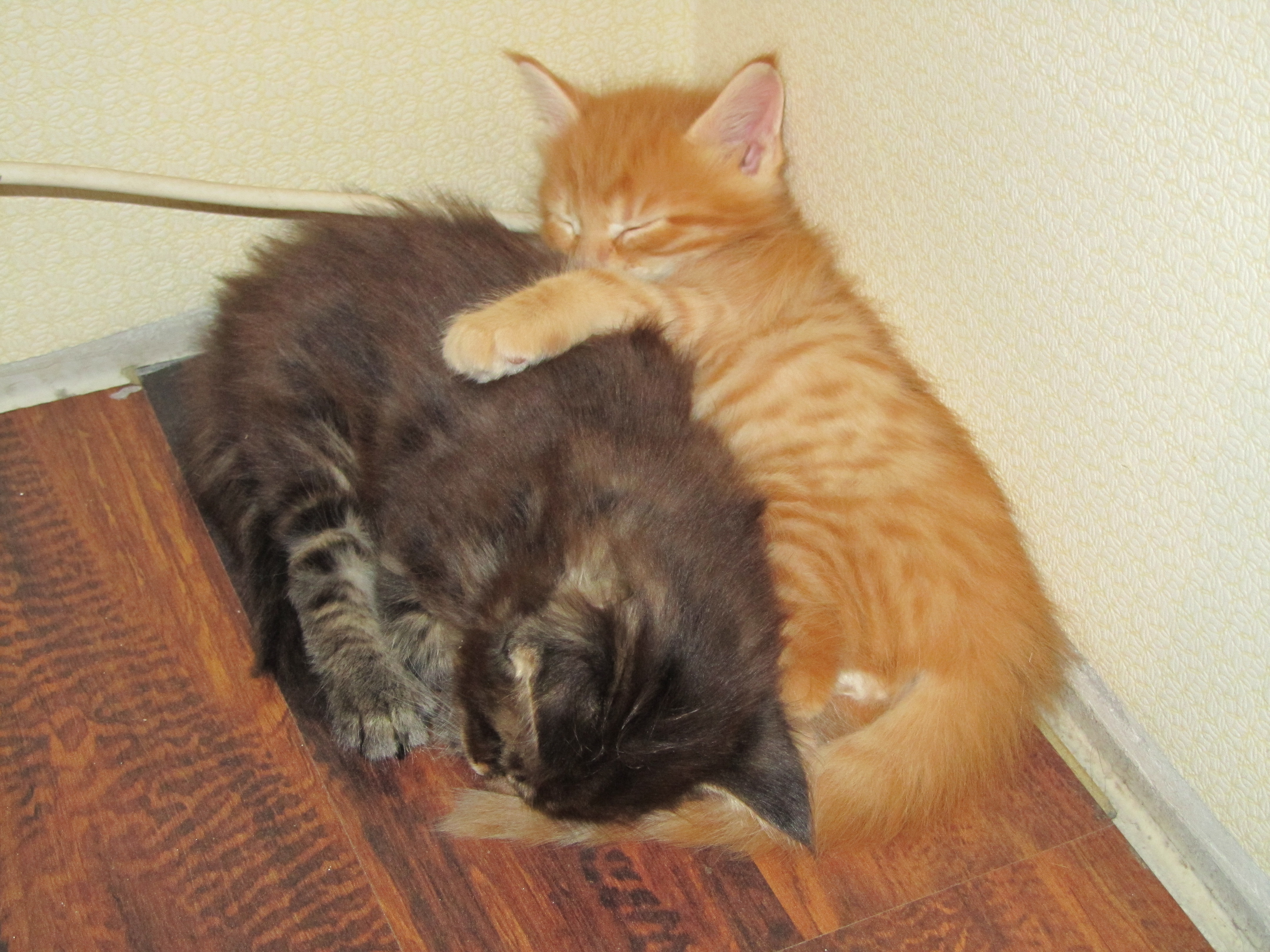 Котята мейн кун (IMG_0646)