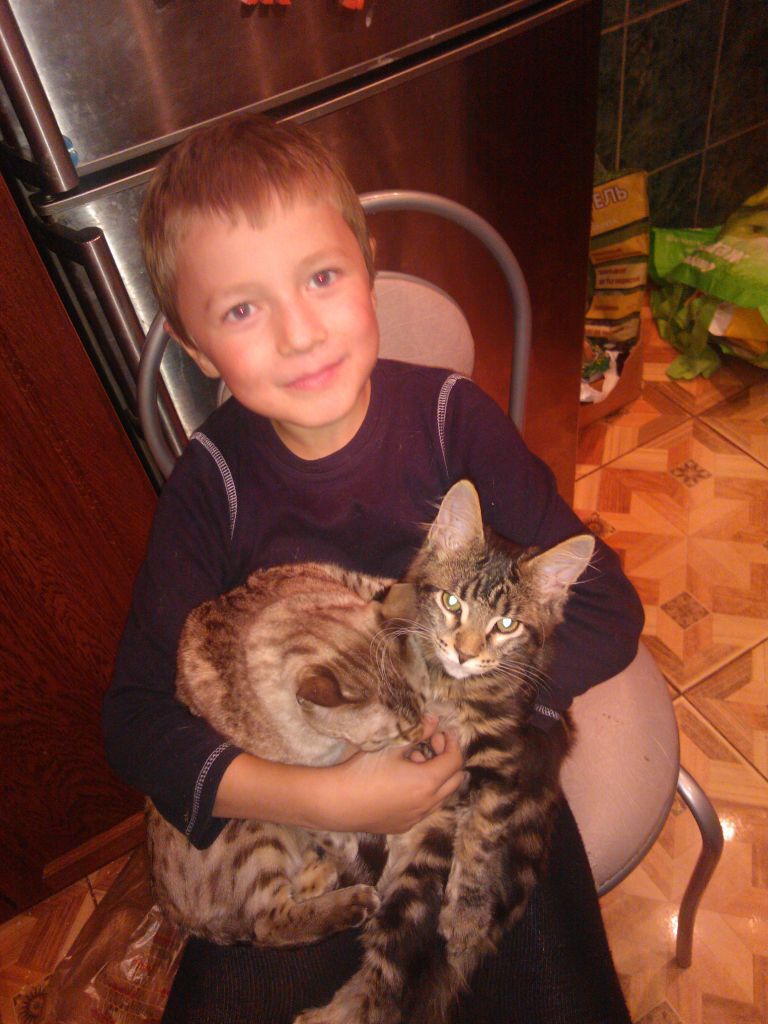 Кошка мейн кун Мася (WP_000375)