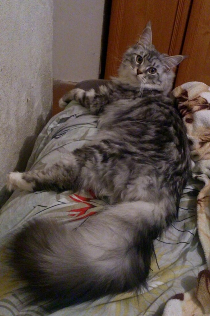 Кошка мейн кун Мурра (kj3PFwAPtHw)