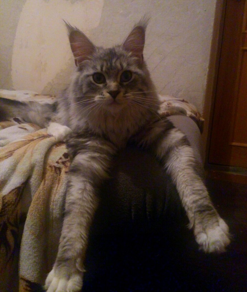Кошка мейн кун Мурра (lXZchDRwVEI)