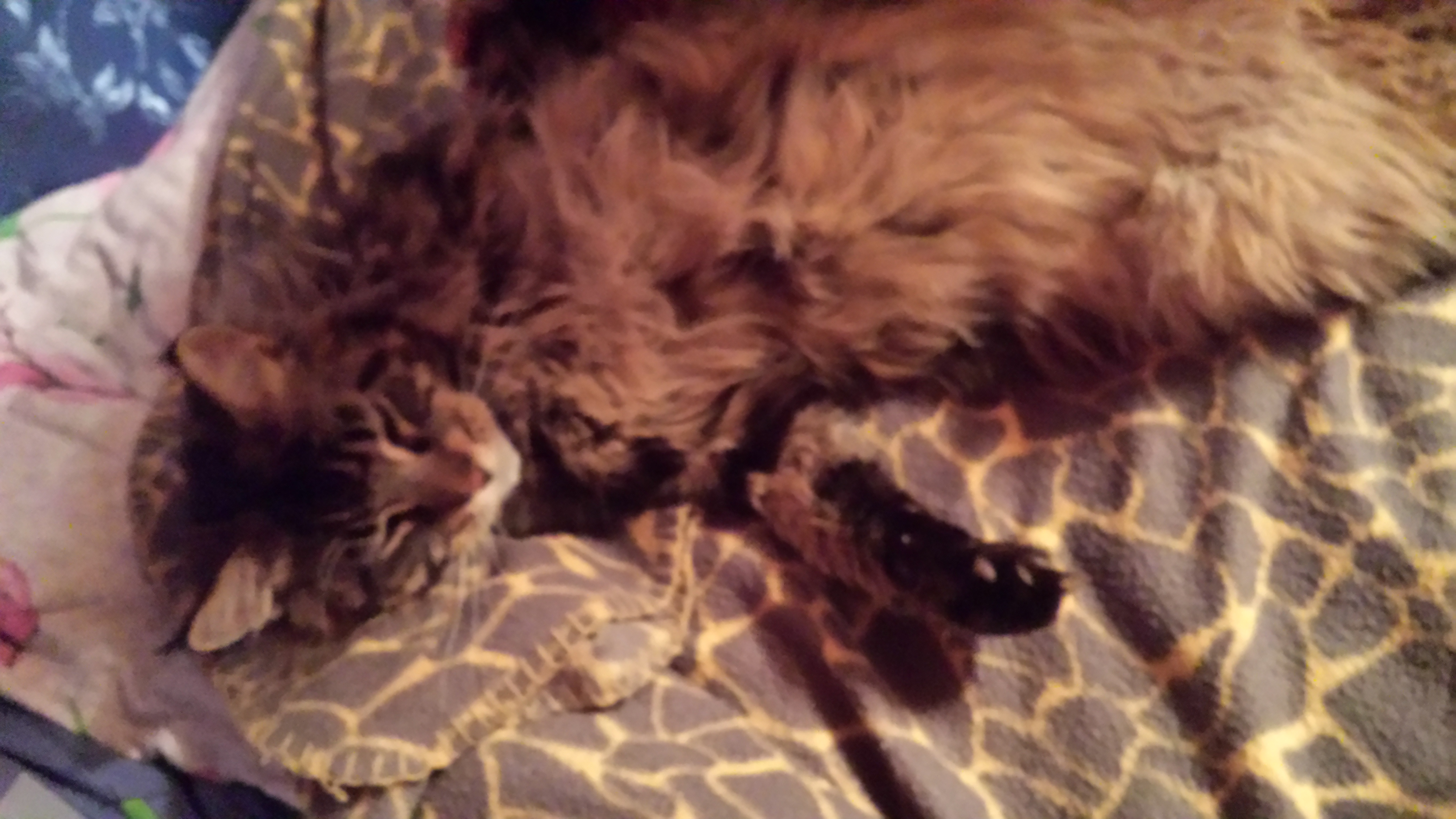 Кот мейн кун Куни (20141108_221910)
