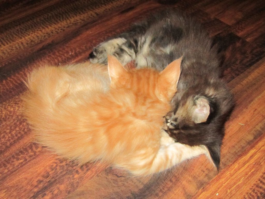 Котята мейн кун (IMG_0650)