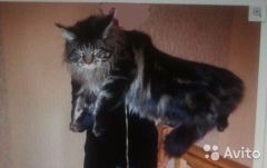Папа Кэсси - кот мейн кун Wildbeautcoon's Denver