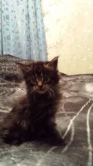Кошка мейн кун Кэсси (20141211_194451)