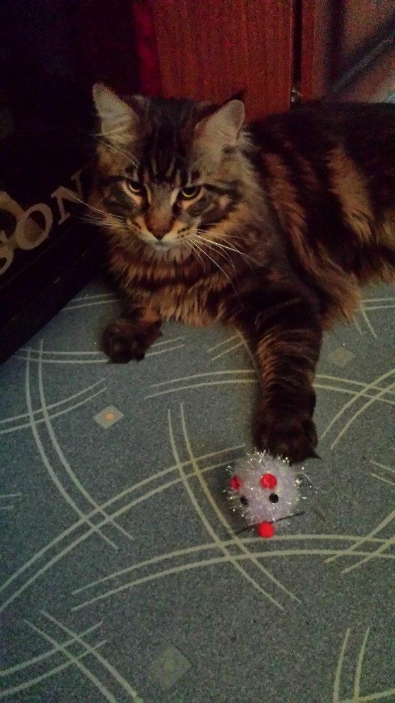Кот мейн кун Куни (afyaisFCGAw)