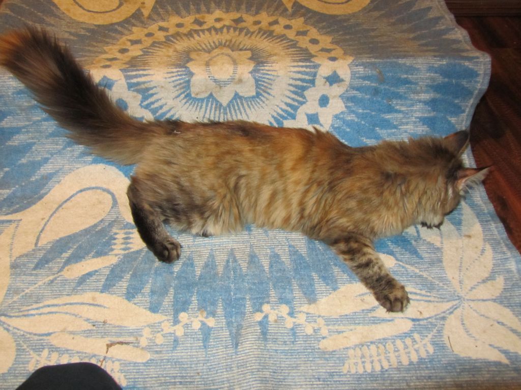 Кошка мейн кун Касси (IMG_1535)