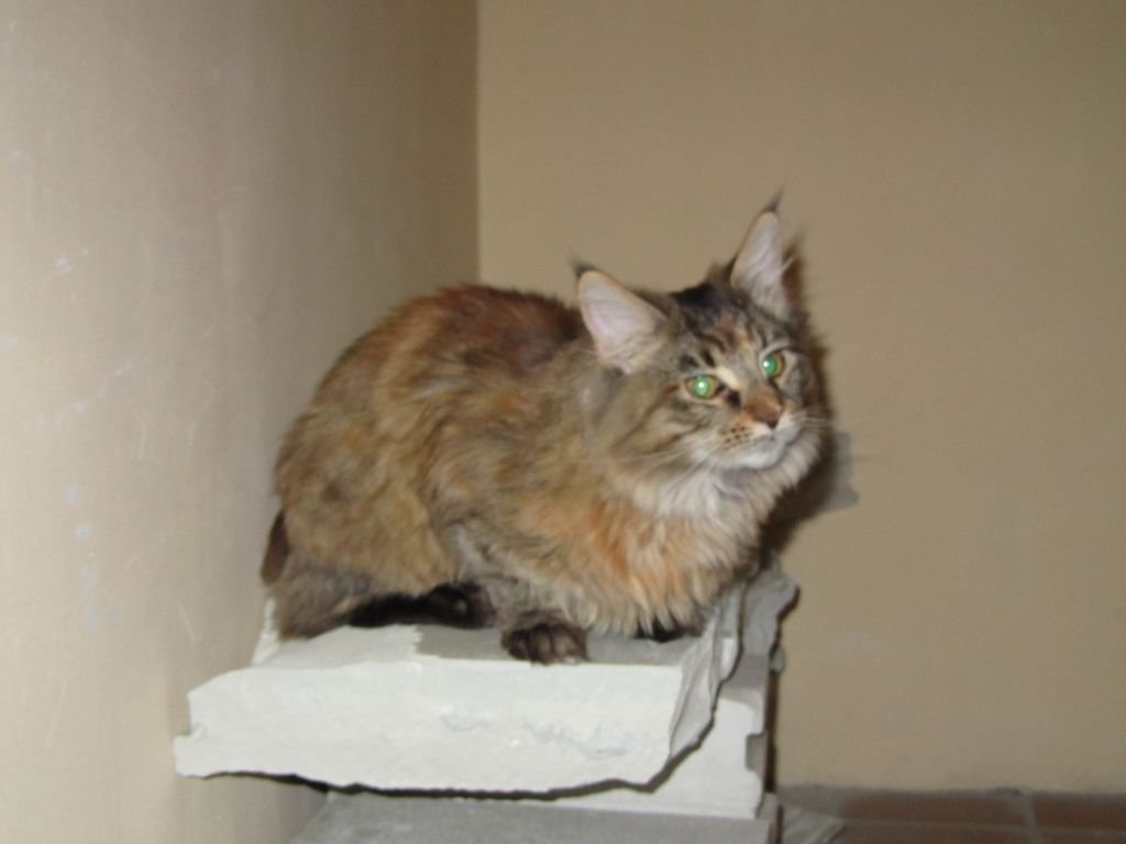 Кошка мейн кун Касси (IMG_1545)