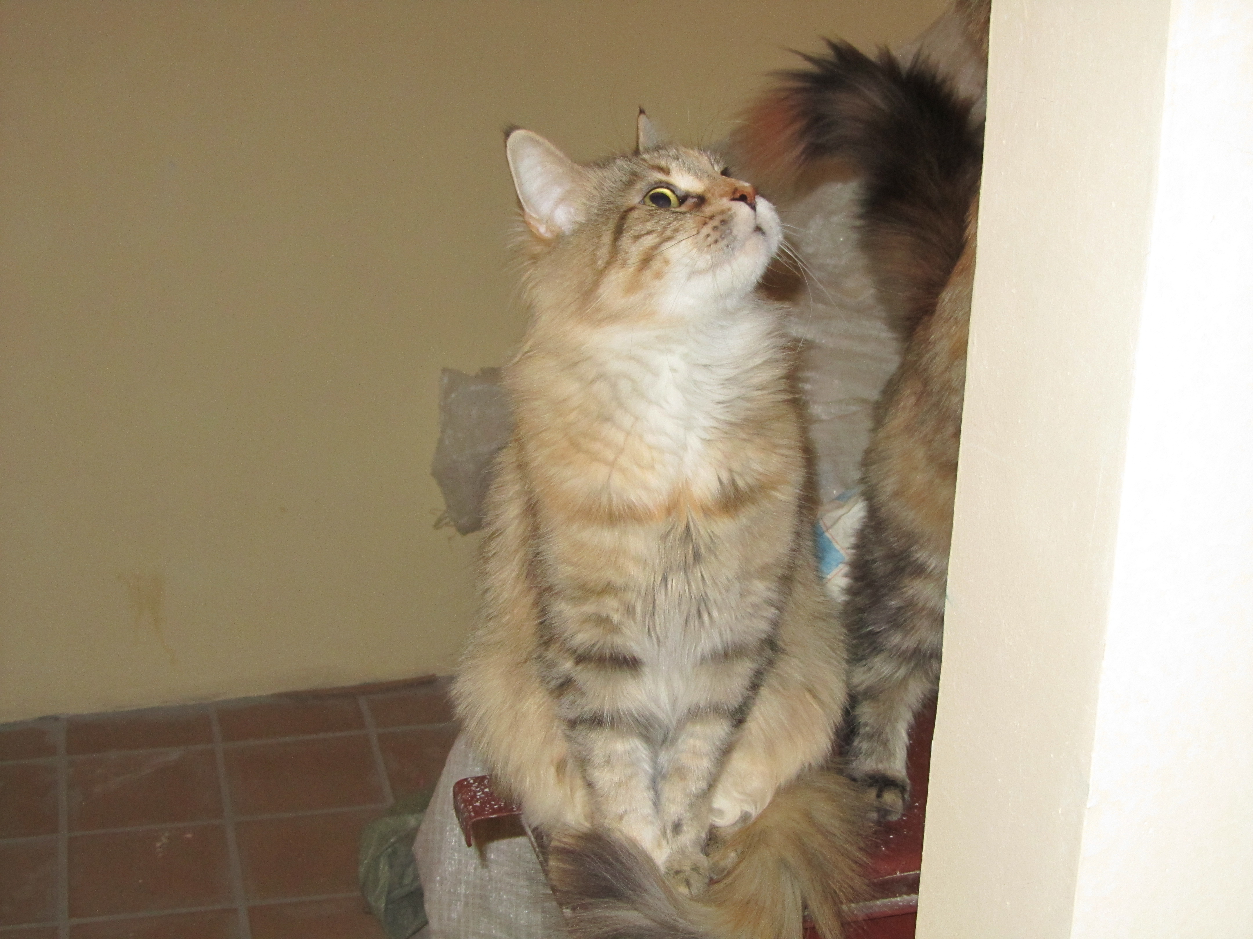 Кошка мейн кун Юки (IMG_1548)