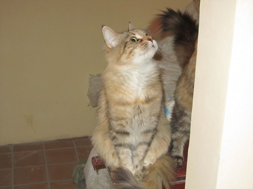 Кошка мейн кун Юки (IMG_1548)