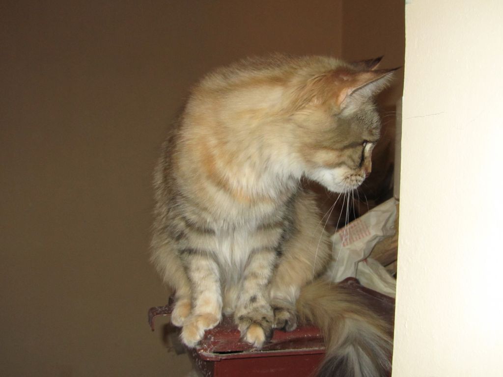 Кошка мейн кун Юки (IMG_1551)