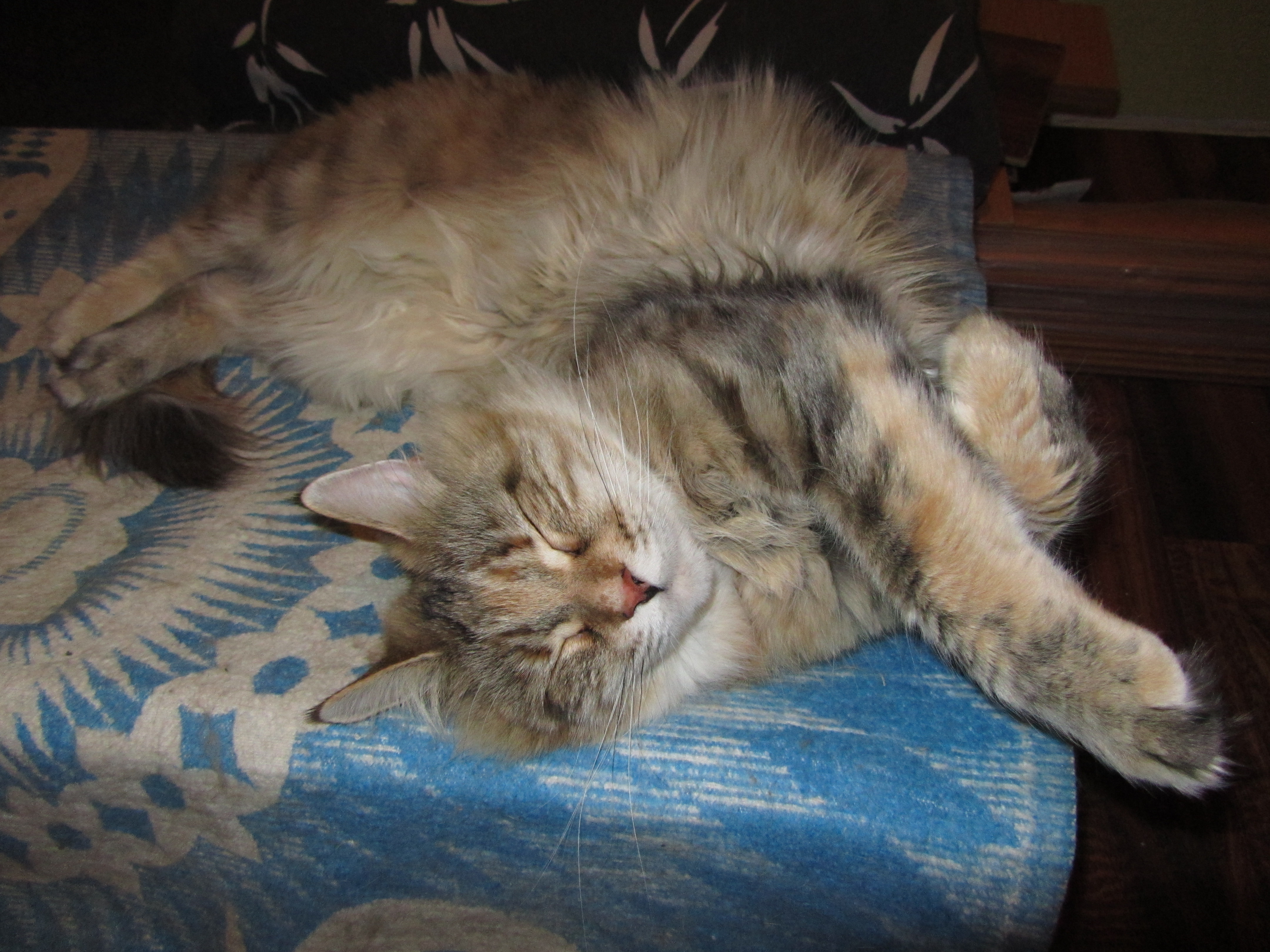 Кошка мейн кун Юки (IMG_1563)