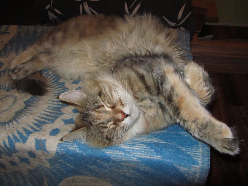 Кошка мейн кун Юки (IMG_1563)
