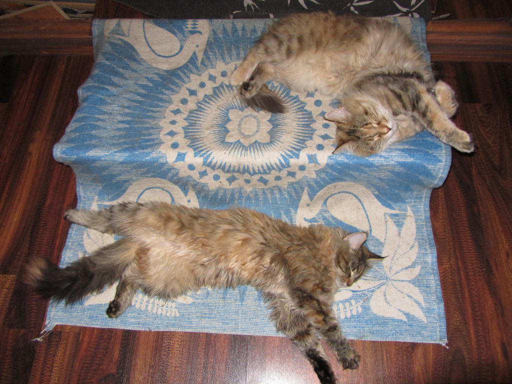 Кошка мейн кун Касси (IMG_1564)