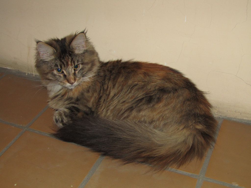 Кошка мейн кун Касси (IMG_1567)