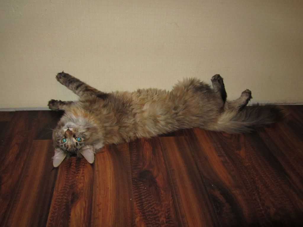 Кошка мейн кун Касси (IMG_1574)