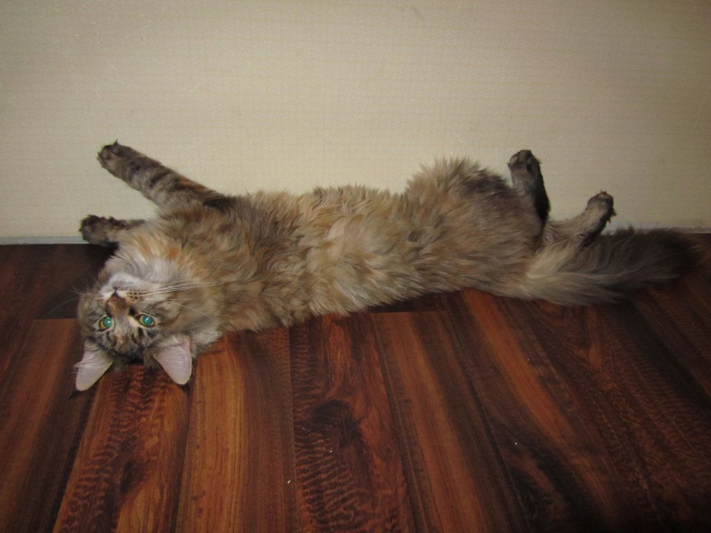 Кошка мейн кун Касси (IMG_1575)