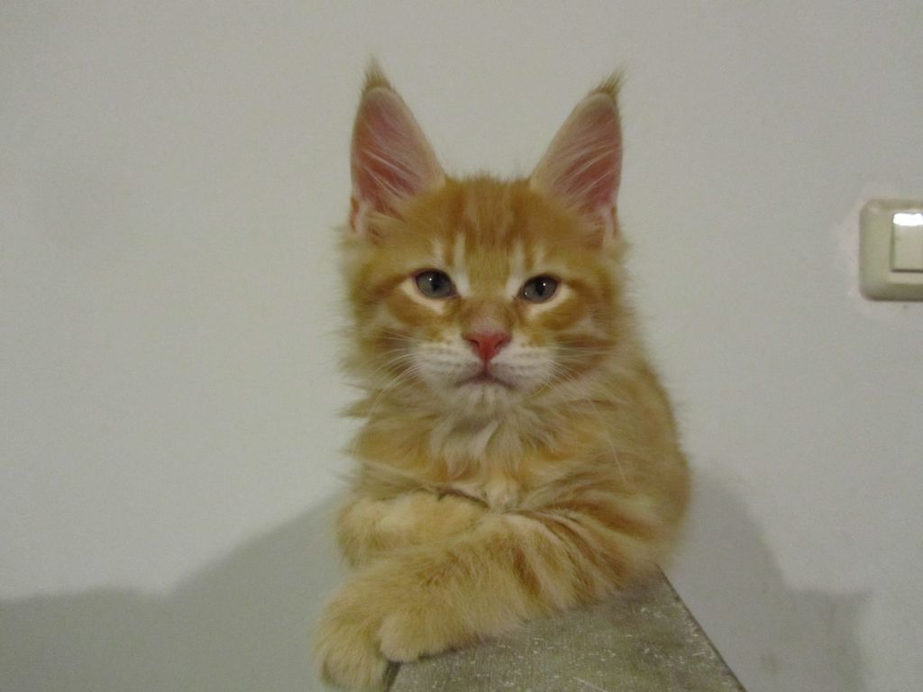 Котята мейн кун (IMG_0699)