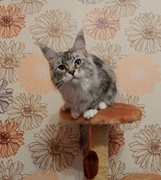 Кошка мейн кун Мурра (WUYScMogrbw)