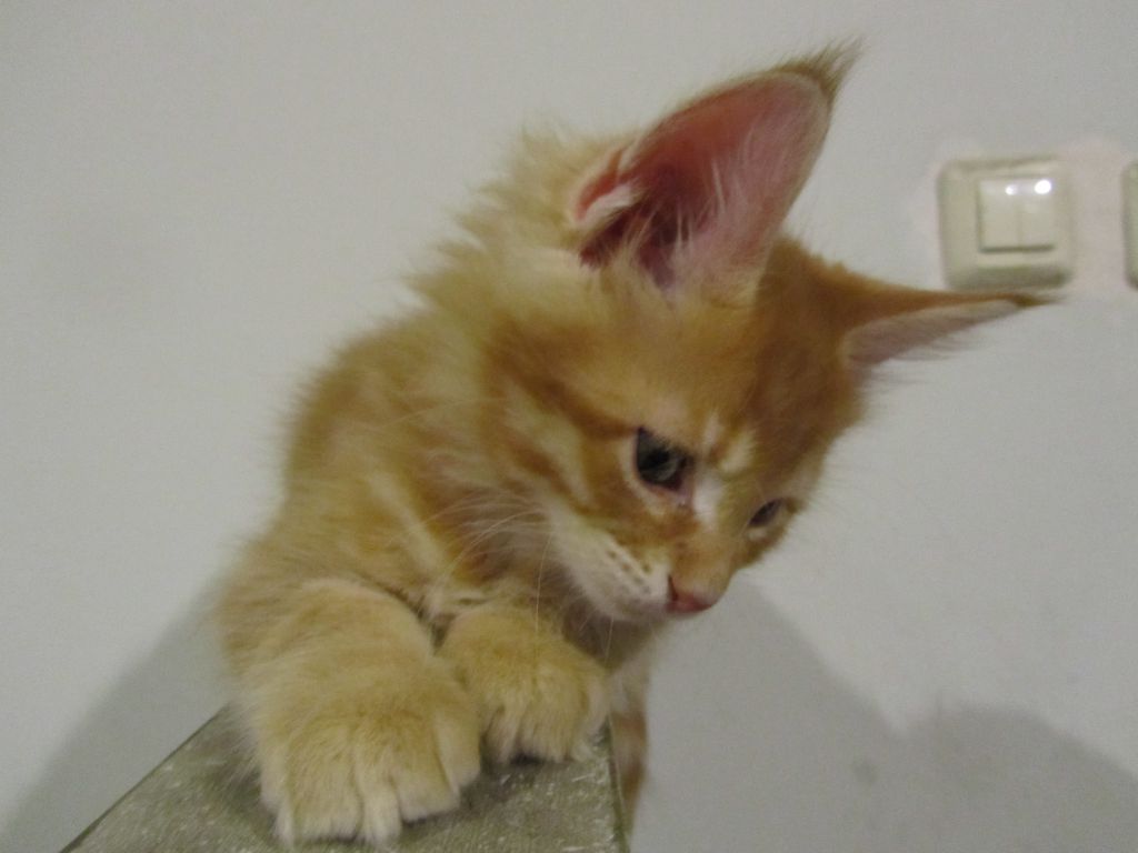 Котята мейн кун (IMG_0701)