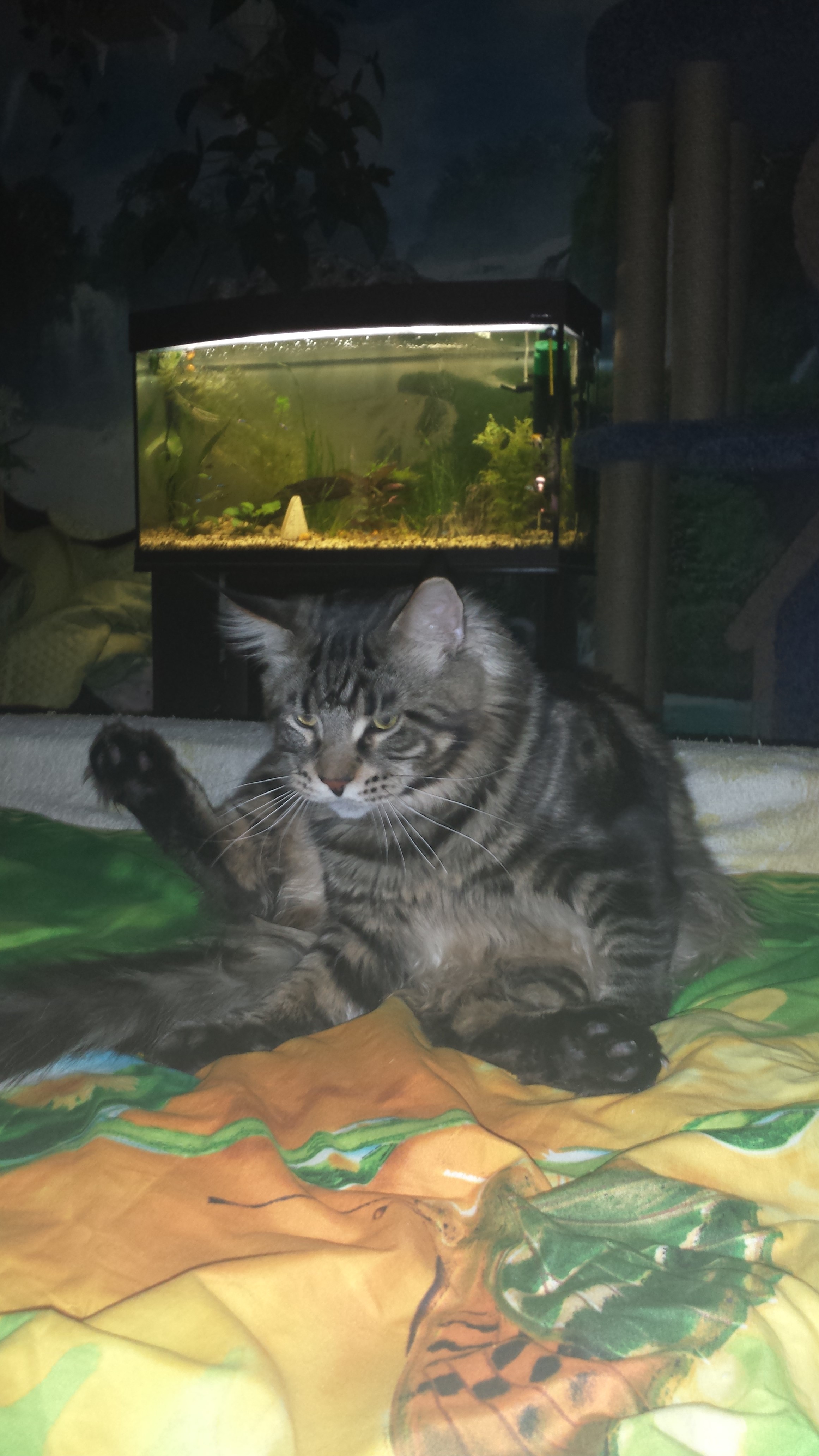 Кот мейн кун Куни (20150206_233043)